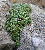 Камнеломка можжевельниколистная — S. juniperifolia  