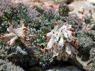 Corydalis fedtschenkoi