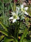Swertia variabilis